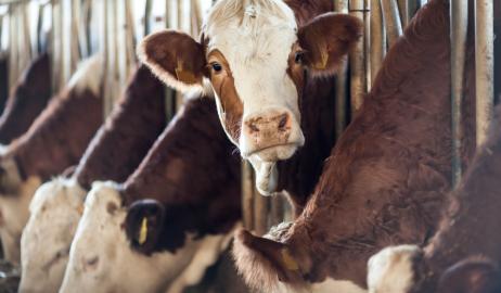 Πόσο θρεπτικά είναι τα βοοειδή που εκτρέφονται με καλαμπόκι