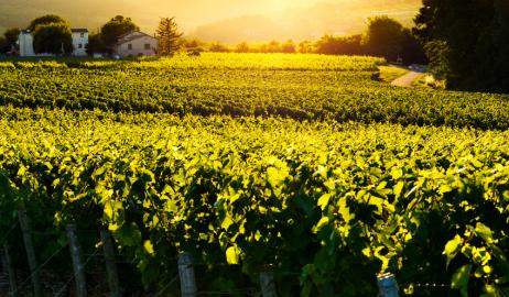 Beaujolais Nouveau, ένα κρασί που πίνεται φρέσκο