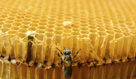 Πρόπολη για την προστασία της πόλης των μελισσών