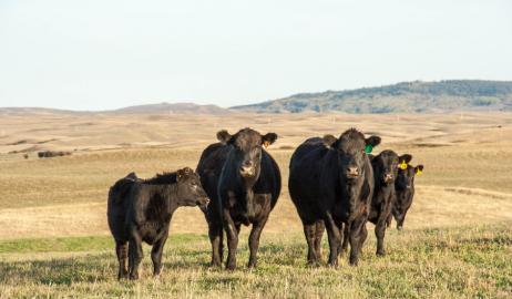 Black Angus μια ξεχωριστή ράτσα, ότι πρέπει να γνωρίζετε