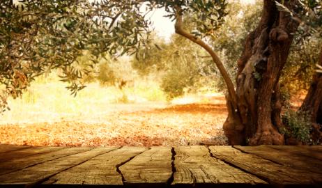 Αποκρυπτογραφήθηκε το γονιδίωμα του ελαιόδεντρου