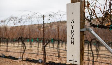 Γνωριμία με το Syrah