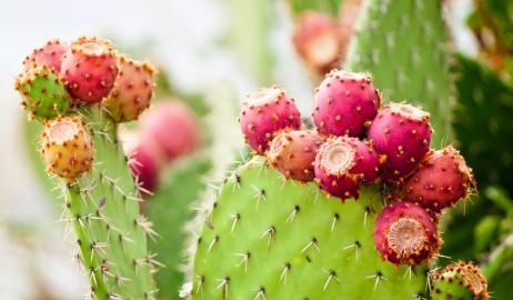 Φραγκοσυκιά, από φυτοφράχτης σε superfood