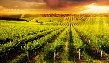 Πώς επηρεάζει η κλιματική αλλαγή το κρασί