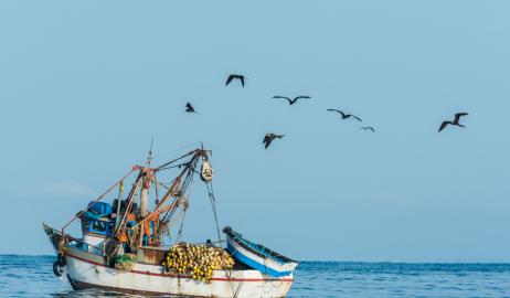 Το Συμβούλιο Επιστασίας των Θαλασσών (MSC) βάζει στο μικροσκόπιο το γαύρο του Περού