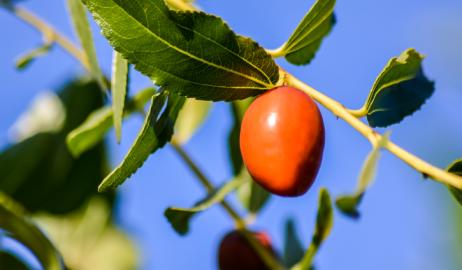 Τα ξεχασμένα τζίτζιφα