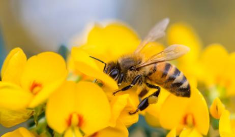 Πώς ο μειούμενος πληθυσμός των μελισσών επηρεάζει την διατροφική αλυσίδα