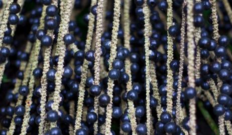 Mούρα Acai, το superfood του Αμαζονίου 