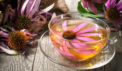 Echinacea, το φυτικό ενισχυτικό του ανοσοποιητικού