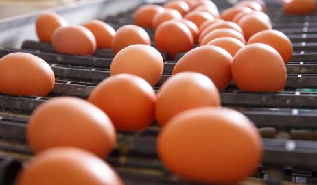 Fipronil: 1 στα 7 δείγματα που στάλθηκαν στον EFSA ήταν πάνω από τα νόμιμα όρια