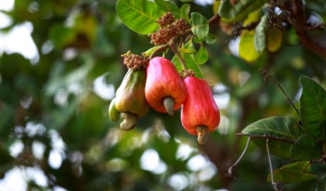 Cashews, ένας πραγματικά ασυνήθιστος ξηρός καρπός που δεν μπορείτε να αγοράσετε με το κέλυφος