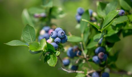 Μύρτιλο, το ευρωπαϊκό blueberry
