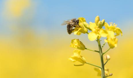 Η απαγόρευση χρήσης εντομοκτόνων δίνει στους Γάλλους αγρότες την παγκόσμια πρωτιά στα «πράσινα δάχτυλα»