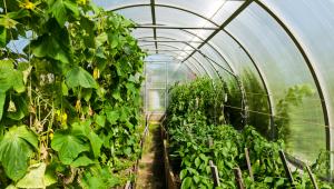 Βιολογικές καλλιέργειες θερμοκηπίου, μύθοι και αλήθειες