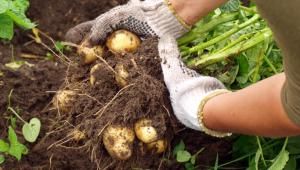 Σοβαρούς κινδύνους για την υγεία κρύβει η αθώα πατάτα