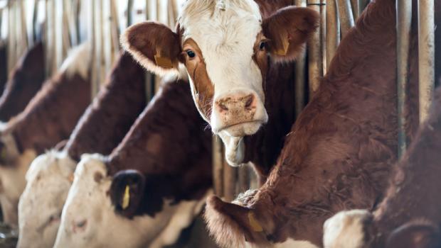 Πόσο θρεπτικά είναι τα βοοειδή που εκτρέφονται με καλαμπόκι