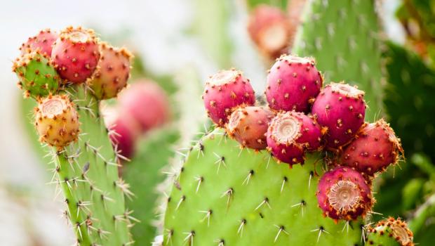 Φραγκοσυκιά, από φυτοφράχτης σε superfood