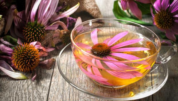 Echinacea, το φυτικό ενισχυτικό του ανοσοποιητικού