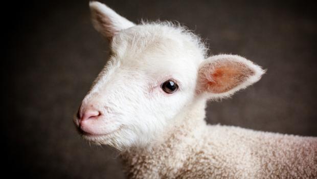 Κοιτάζοντας φωτογραφίες από μωρά ζώων, μειώνεται η όρεξη για κρέας
